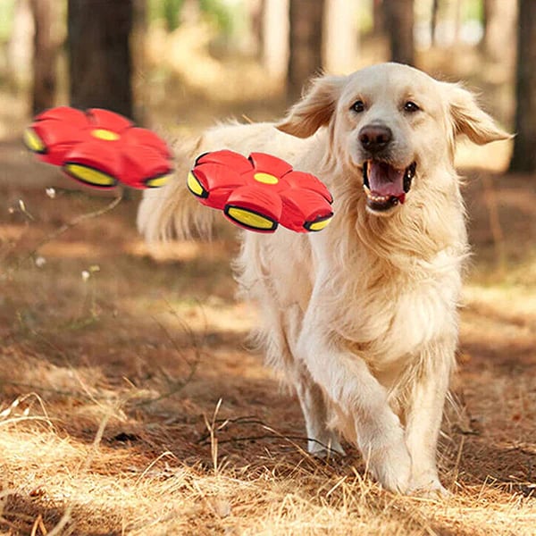 Limited Stock💥The Doggy Disc Ball💞50% OFF Today