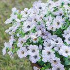 🌸🌱High-Grade Material Artificial Flowers